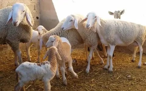 باستثناء الحوامل ..وزارة الفلاحة  تسمح بدبح اناث الماعز
